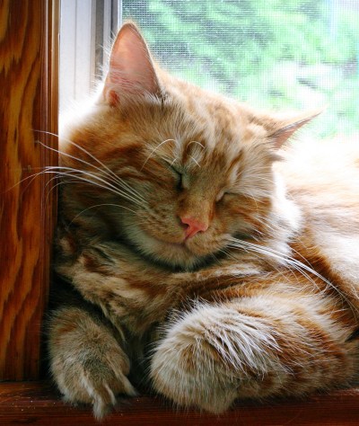 Ginger